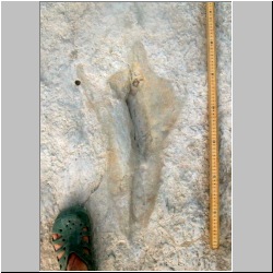 102_6616 (2013-08-11)mod2.JPG